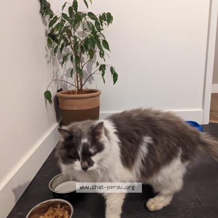 Photo 1/1 Chat retrouvé Trouvé à Saint Symphorien Le Valois
