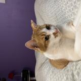 Photo de chat perdu à Menaucourt