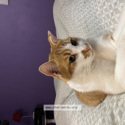 Photo 1/1 Chat retrouvé Perdu à Menaucourt