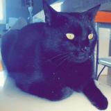 Photo de chat perdu à Craon