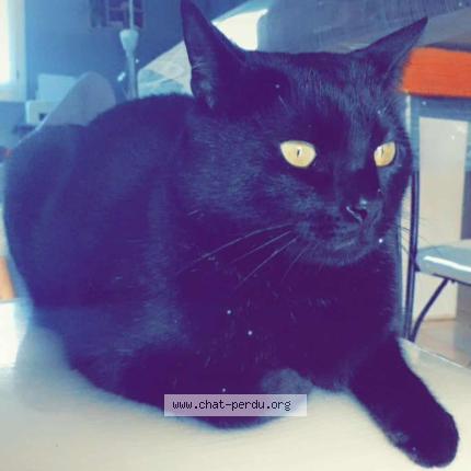 Photo 1/1 Mimi Chat perdu à Craon