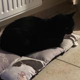 Photo de chat perdu à Beynes