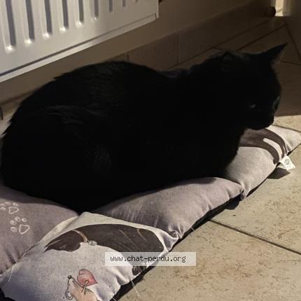 Photo 1/1 Chat retrouvé Perdu à Beynes