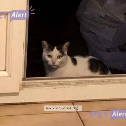 Photo 1/1 Chat retrouvé Perdu à Ermont