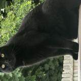 Photo de chat perdu à Cape May Court House