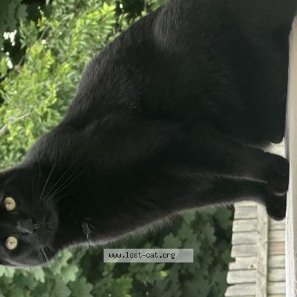 Photo 1/1 George Chat perdu à Cape may court house