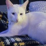 Photo de chat perdu à Fresno