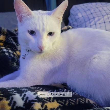 Photo 1/2 Gary Chat perdu à Fresno