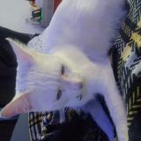 Photo de chat perdu à Fresno