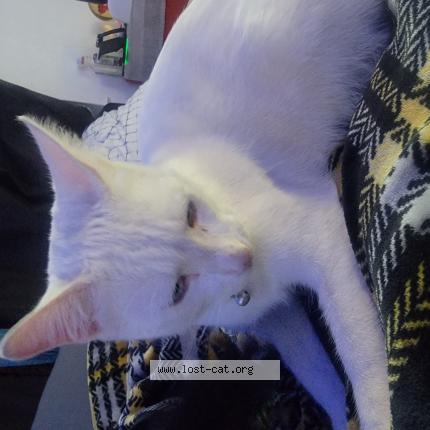 Photo 1/1 Gary Chat perdu à Fresno