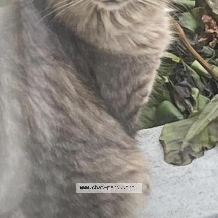 Photo 1/1 TOKYO Chat perdu à Pontoise