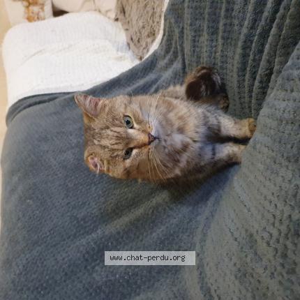Photo de chat trouvé à Argentan 61
