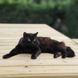 Photo de chat perdu à La Fouillouse