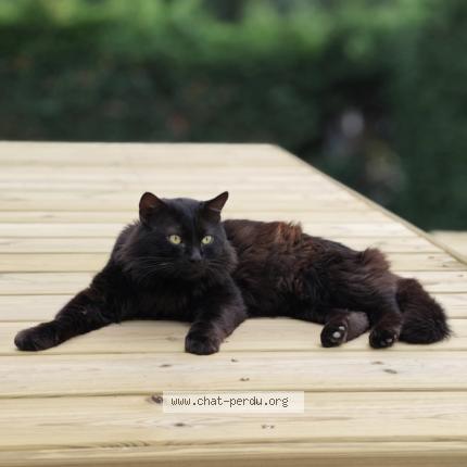 Photo 1/1 Snow Chat perdu à La fouillouse