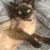 Photo de chat perdu à Wattrelos