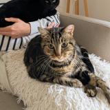 Photo de chat perdu à Limoges