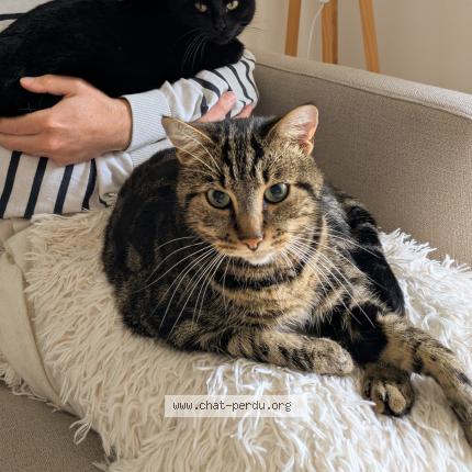 Photo 1/1 Carlo Chat perdu à Limoges