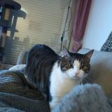 Photo de chat perdu à Cergy