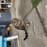 Photo de chat trouvé à Muret