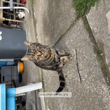 Photo 1/1 Chat trouvé Trouvé à Muret