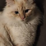 Photo de chat perdu à Lyon 08