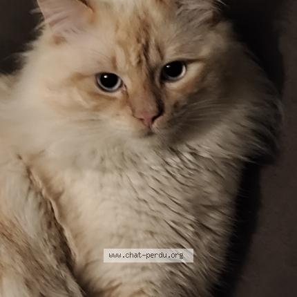 Photo 1/1 Symba Chat perdu à Lyon 08