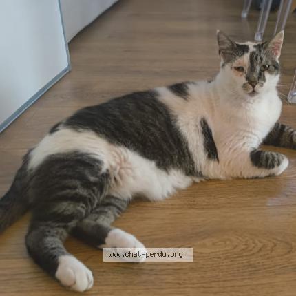 Photo 1/1 Mochi Chat perdu à Castelmaurou