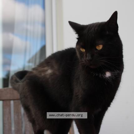 Photo 1/1 Scarlett Chat perdu à Ploneour lanvern
