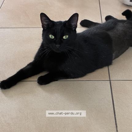 Photo de chat perdu à Reyersviller