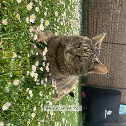 Photo de chat perdu à Furdenheim