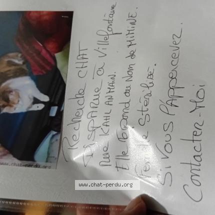 Photo 1/1 Mimine Chat perdu à Villefontaine