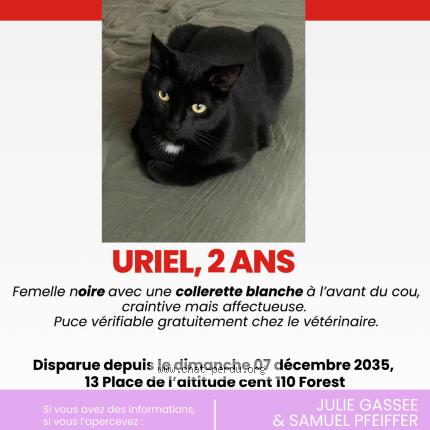 Photo 1/1 Chat retrouvé Perdu à Forest