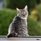 Photo de chat perdu à Neuville La Mare