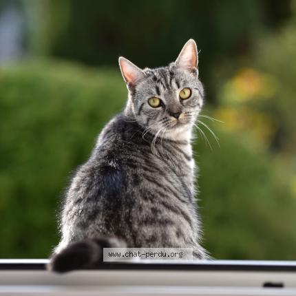 Photo 1/5 Macha Chat perdu à Neuville la mare