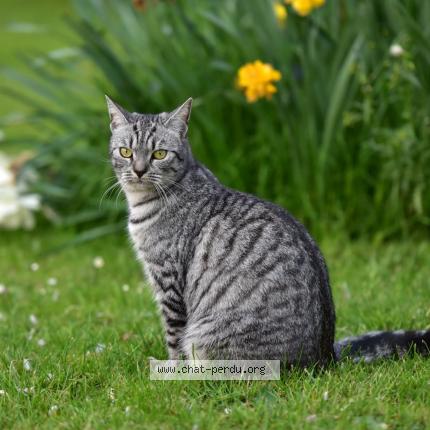 Photo 2/5 Macha Chat perdu à Neuville la mare