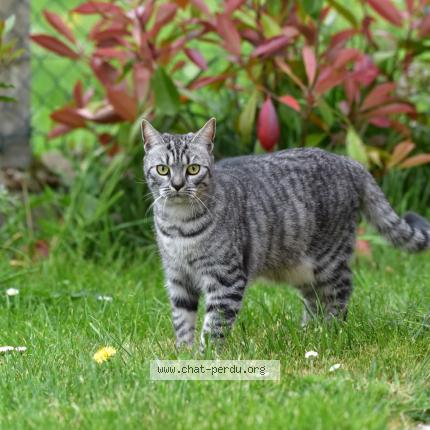Photo 3/5 Macha Chat perdu à Neuville la mare