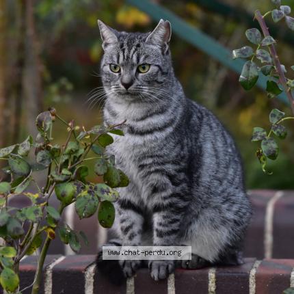 Photo 4/5 Macha Chat perdu à Neuville la mare