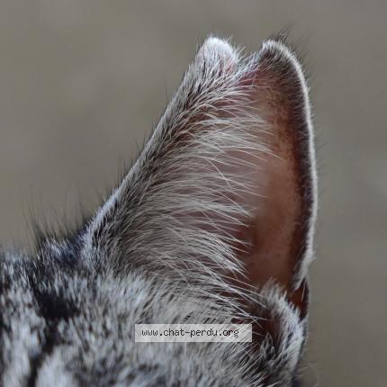 Photo 5/5 Macha Chat perdu à Neuville la mare