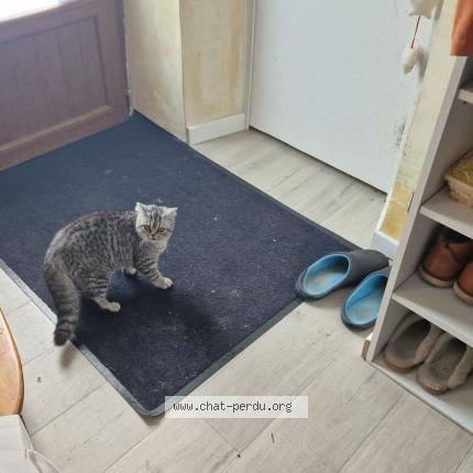 Photo 2/2 Plumita Chat perdu à Villard bonnot