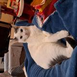 Photo de chat perdu à Mulhouse