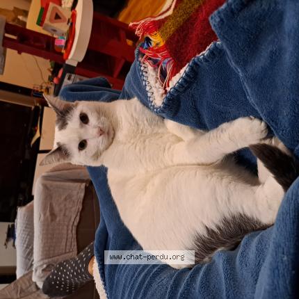 Photo 1/1 Mila Chat perdu à Mulhouse