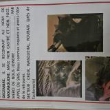 Photo de chat perdu à Croix