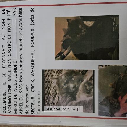 Photo 1/1 Moumouche Chat perdu à Croix