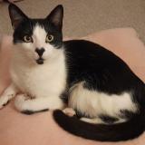 Photo de chat perdu à Penicuik