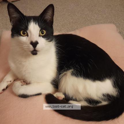 Photo 1/1 Monty Chat perdu à Penicuik