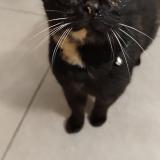 Photo de chat trouvé à Angers