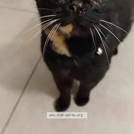 Photo 1/1 Chat trouvé Trouvé à Angers