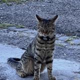 Photo de chat perdu à Le Cret Du Locle