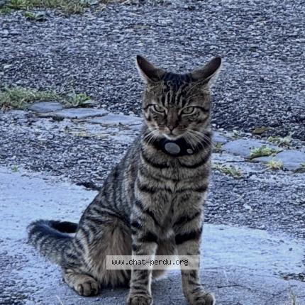 Photo 1/1 Milo Chat perdu à Le cret du locle