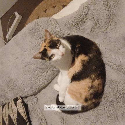 Photo 1/1 Chat trouvé Trouvé à Angmars st felix